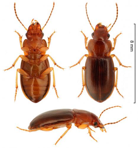 Trichotichnus laevicollis